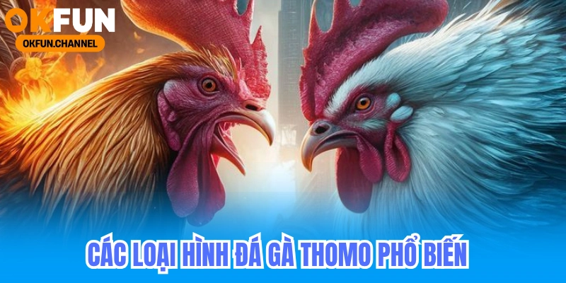 Đá Gà Thomo OKFUN - Live Đá Gà Cựa Sắt Trực Tiếp 24/7 6 Các loại hình đá gà Thomo phổ biến